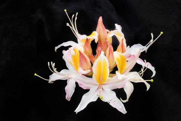 Western azalea wildflower blossoms along Old Stage Road atop Mount Tamalpais.