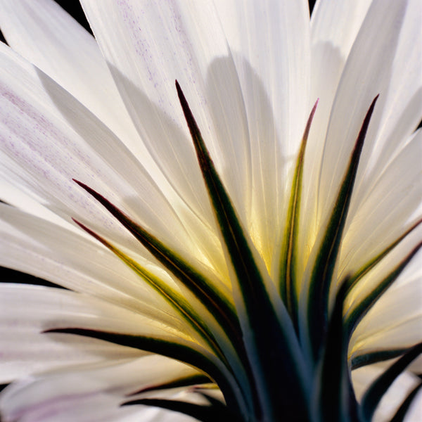 Desert chicory (Rafinesquia neomexicana). Photo: Rob Badger & Nita Winter