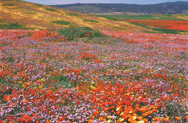 California poppies and gilia in the Antelope Valley Poppy Reserve during Rob Badger and Nita Winter’s first trip, in 1992. Photo: © Rob Badger Photography, 2009