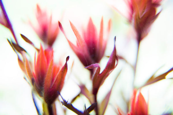 Castilleja miniata abstraction. Photo: Rob Badger & Nita Winter