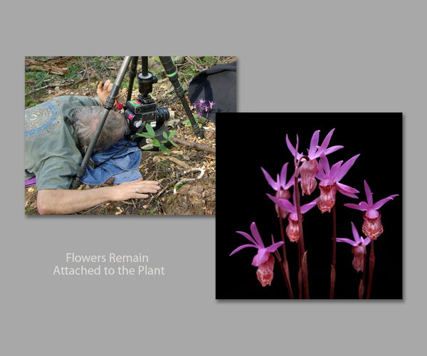 Rob Badger photographing calypso orchids on Mount Tamalpais, California wildflower
