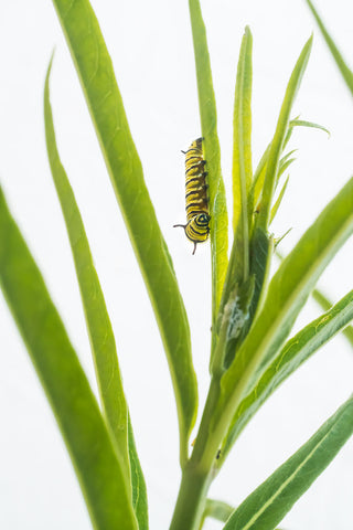 small caterpillar on plant