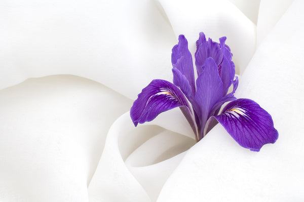 Native iris wrapped in chiffon, Ring Mountain Preserve, Corte Madera California wildflower