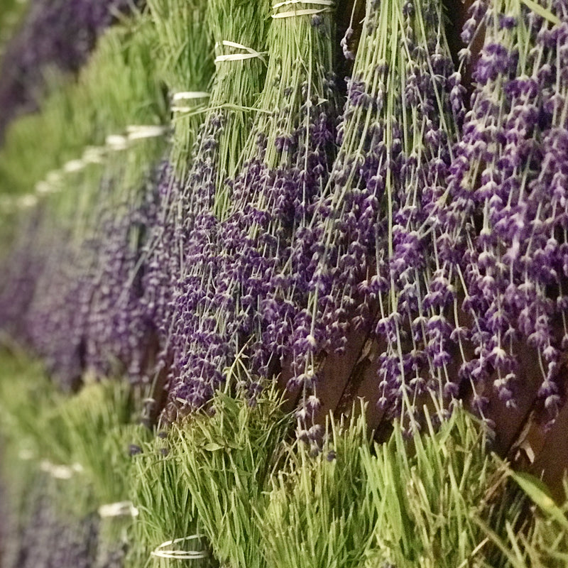 Lavender Culinary Usda Organic Bear Creek Organic Farm