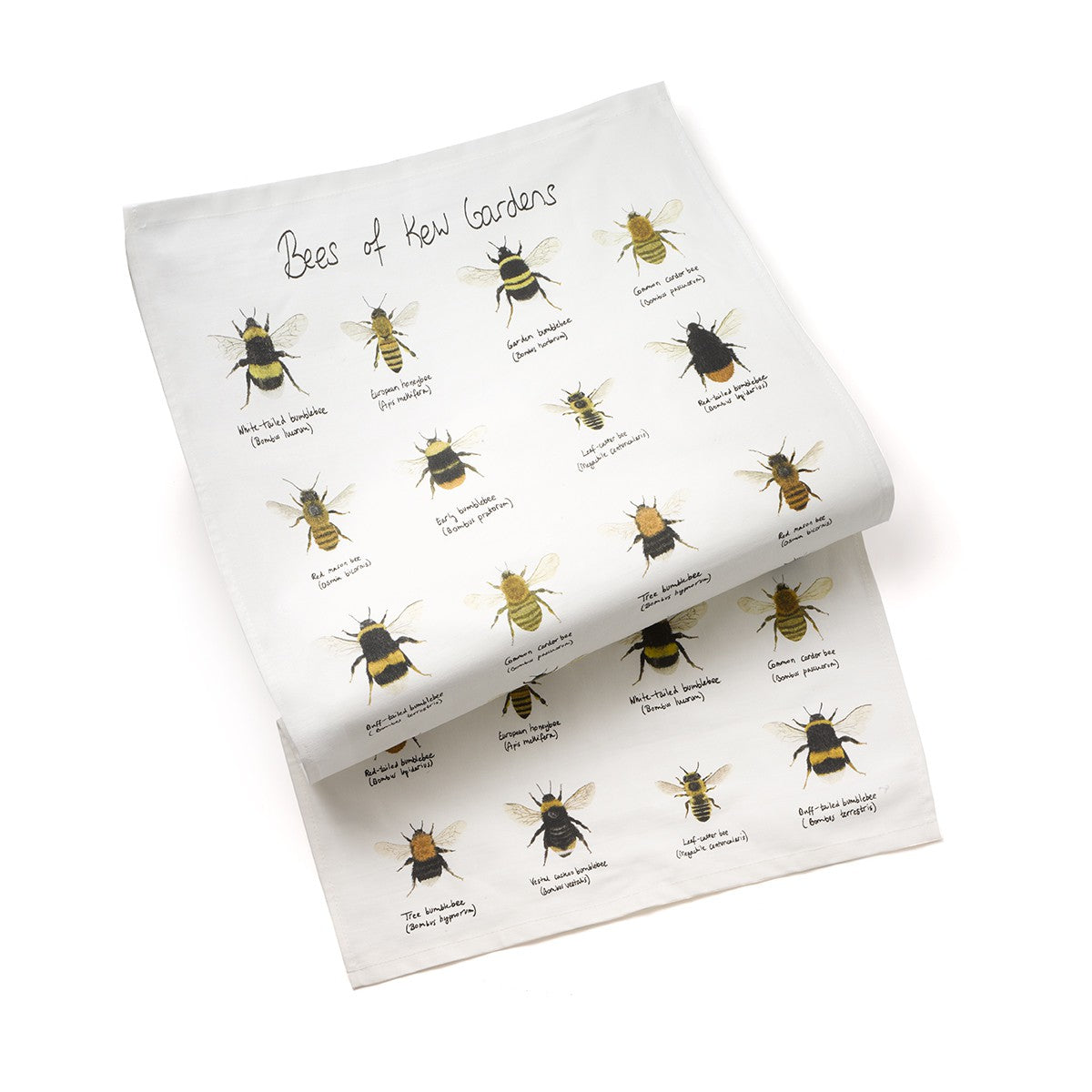 photo of different bees