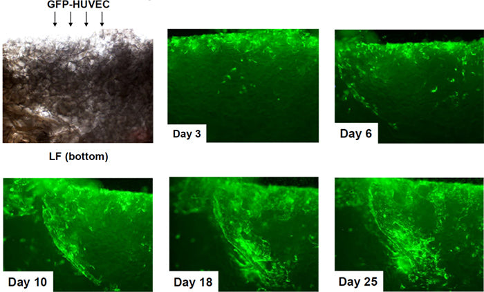 Micro 3D Perfusion System Culture Result Image 2