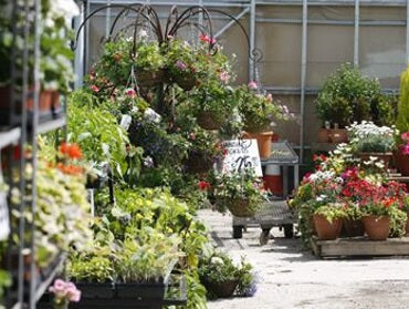 Discounts off plants all year at Carr Farm Garden Centre with our club card