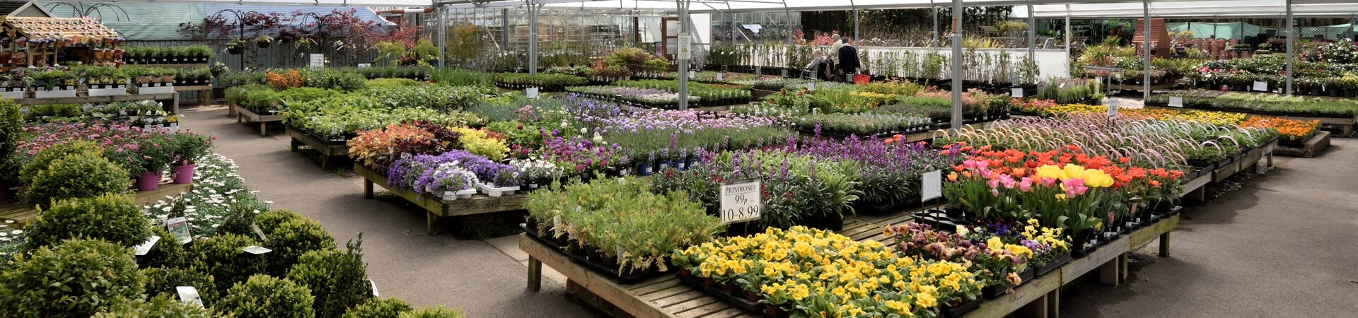 Plants for every home & garden, patios, borders, containers & hanging baskets