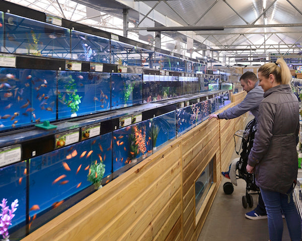 Maidenhead Aquatics, feed the fish on your family day out 