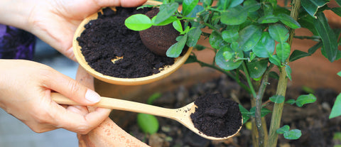 koffiedik planten