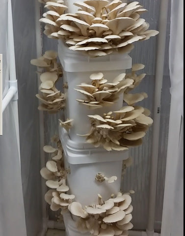 5 gallon mushroom bucket