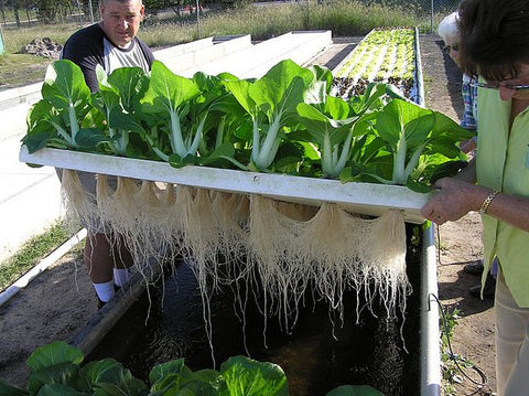 Aquaponics