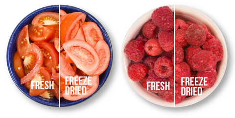 buy bulk freeze dried fruit