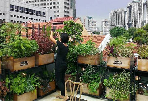 urban rooftop farming