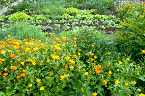 companion planting