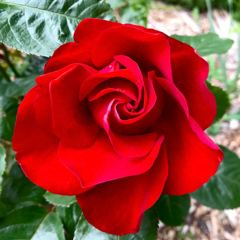 Red Rose