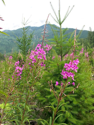 Fireweed and Douglas Fir Mae Botanicals