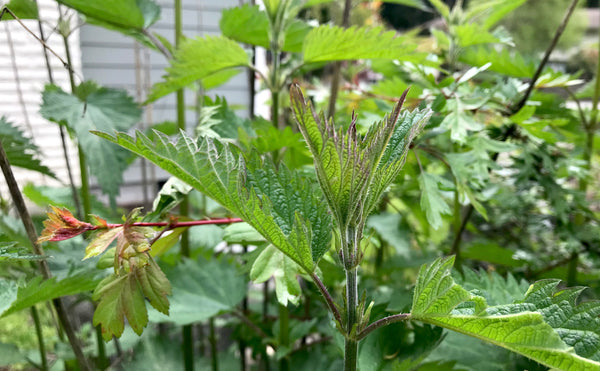 Nettles in the garden