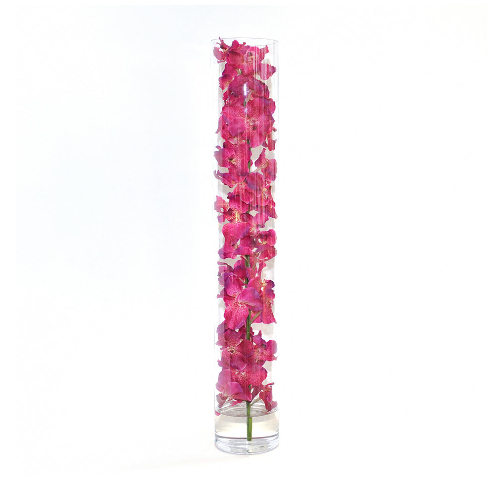 Fuchsia Vanda Orchid in Cylinder • 5 sizes (22