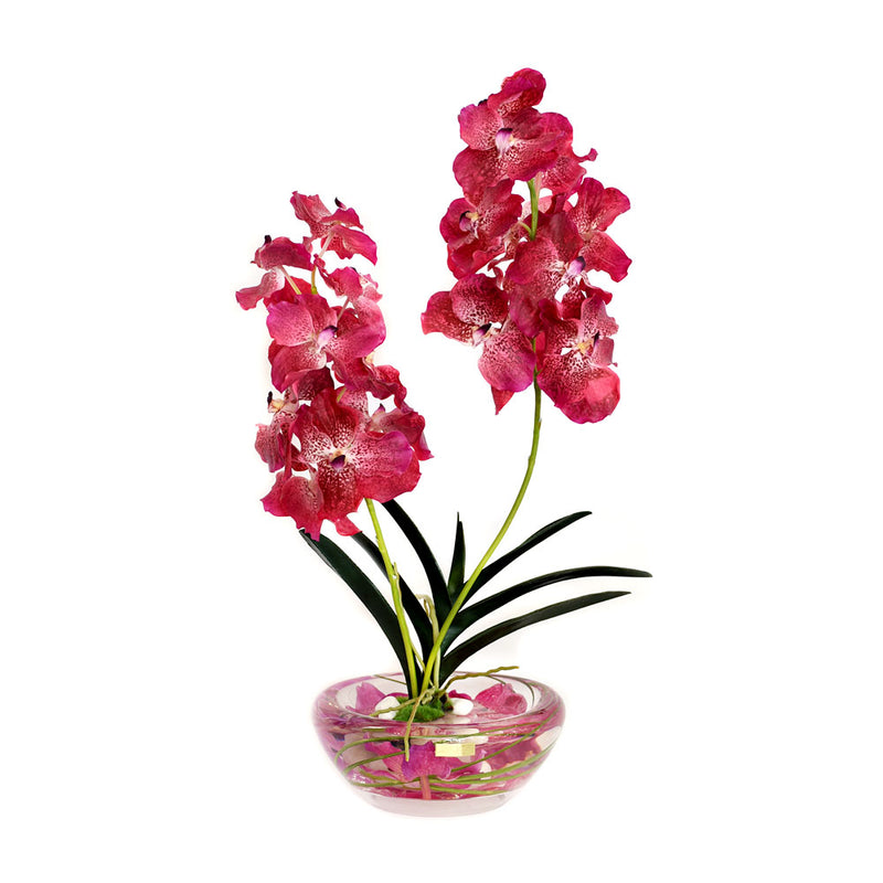 Fuchsia Vanda Plant Bloom Bowl – Emilio Robba