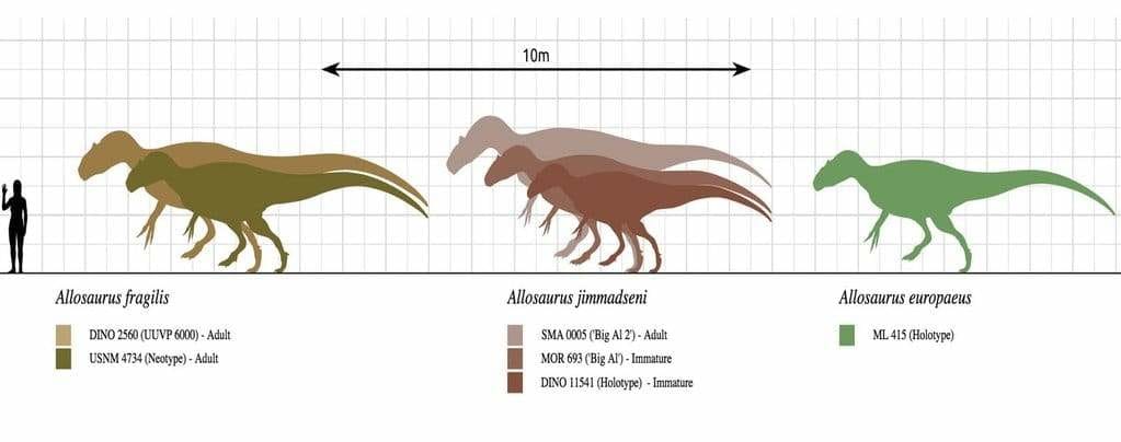 Allosaurus size comparison