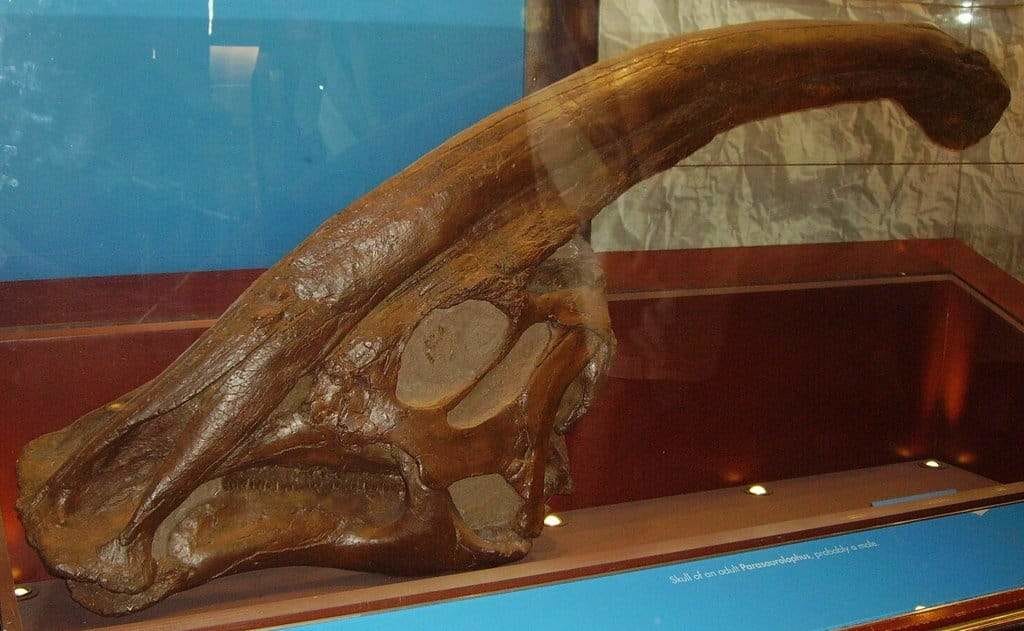 Parasaurolophus skull