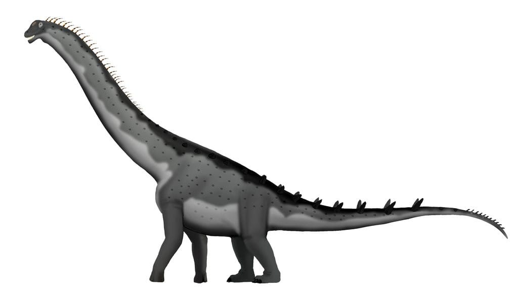 Alamosaurus Vs T-rex