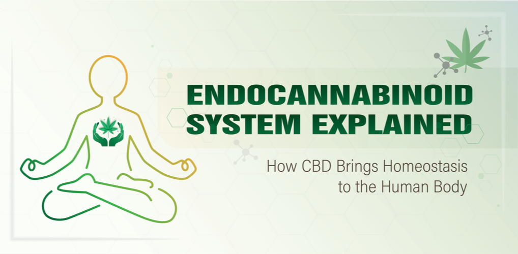 The Endocannabinoid System