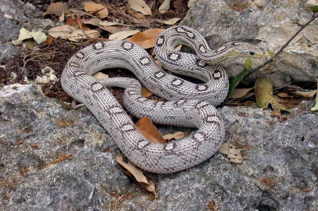 Anerythristic hurricane motley corn snake