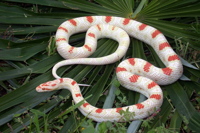 Corn Snake Photos – South Mountain Reptiles