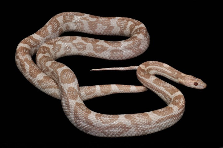 moonstone corn snake photo