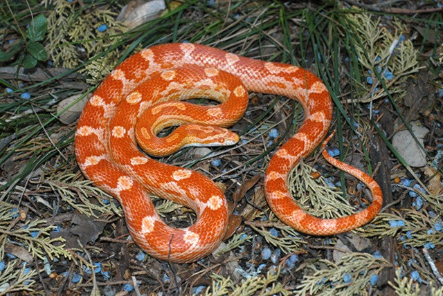 motley amel corn snake photo