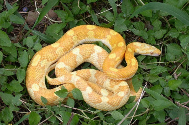 motley butter corn snake photo