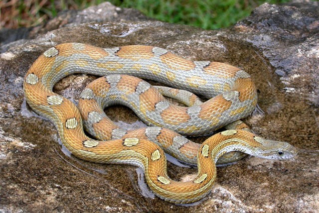 motley caramel corn snake photo