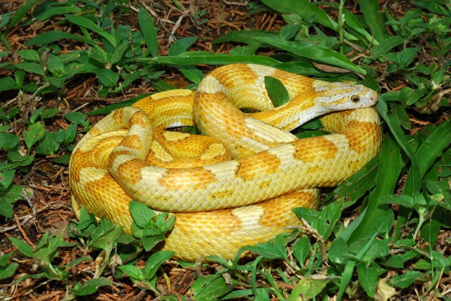 motley gold dust corn snake photo