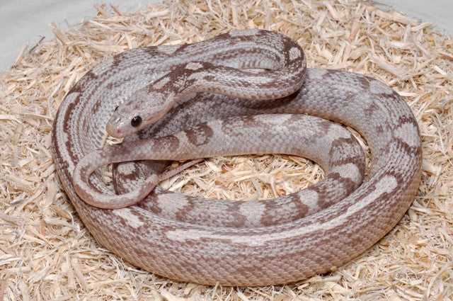 motley lavender corn snake photo