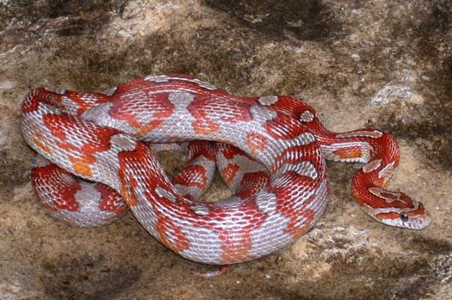 motley miami corn snake photo