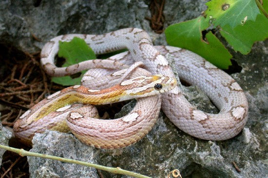 motley pastel corn snake photo