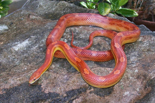 motley corn snake photo