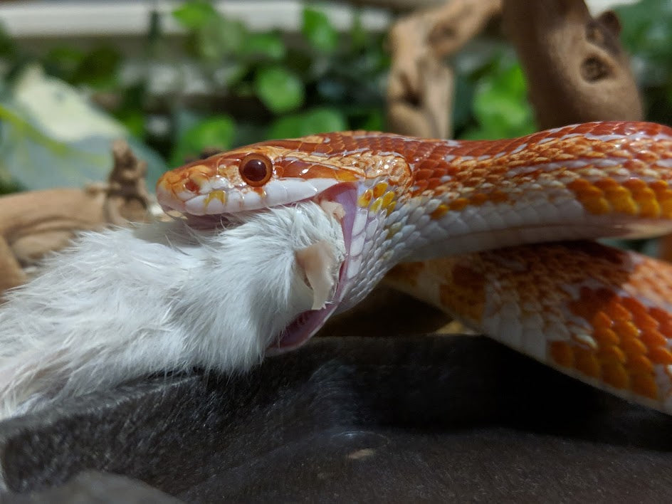 Where rats are bred to feed snakes