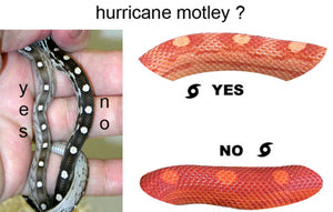 photo explaining the look of a hurricane corn snake