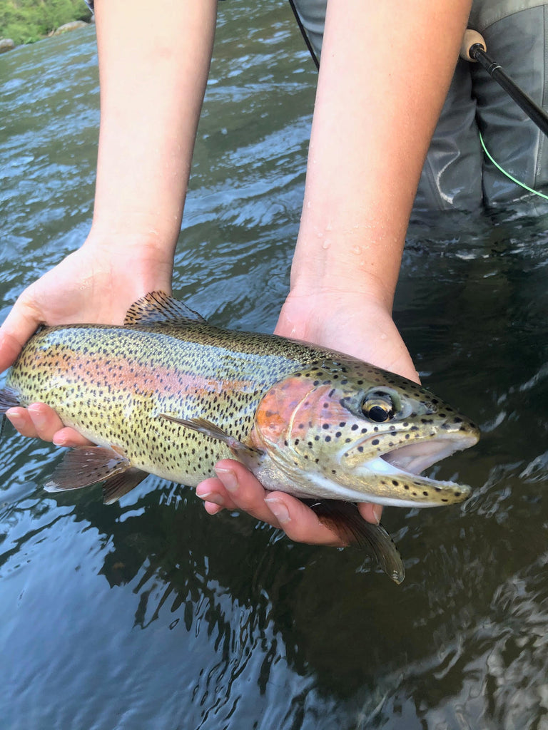 Northern California Trout Fly Fishing Report Lost Coast Outfitters