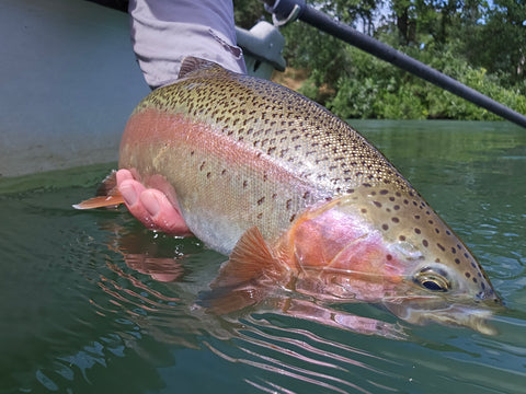 GRAB N GO Drop Shot kit all in one - perch chub trout fishing