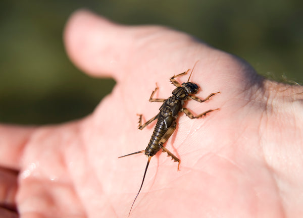 Golden Stonefly Nymph – Lost Coast Outfitters