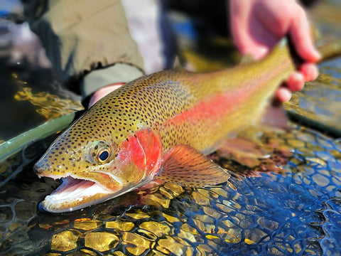 Orvis Trout Rising Tech Ball Cap - Iron Bow Fly Shop