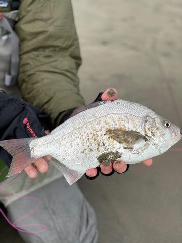 Oregon Surf Perch On The Fly  The Caddis Fly: Oregon Fly Fishing Blog