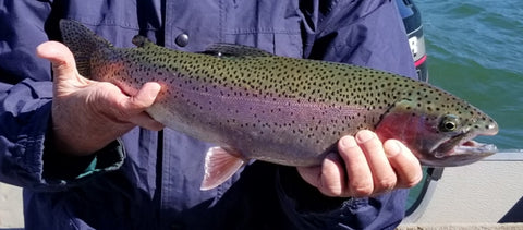 Jon Baiocchi Fly Fishing News: Streamer Candy For Big Trout / Steelhead