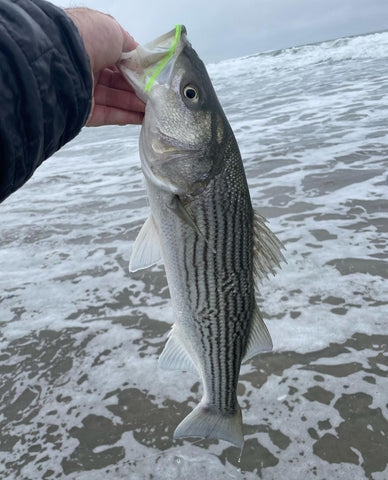 Go Time for Fall Stripers – G. Loomis US