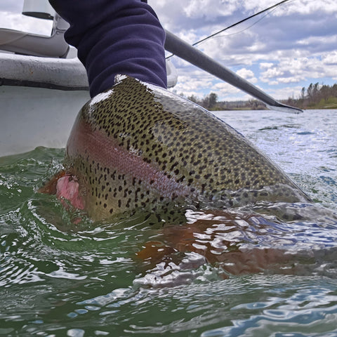 Northern California Fly Fishing Report – Feather River – Lost