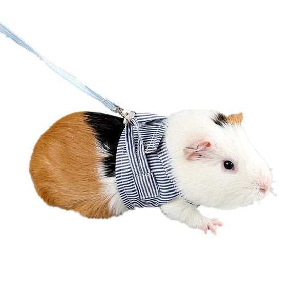 guinea pig harness and leash